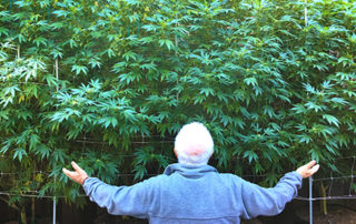 Old man cannabis