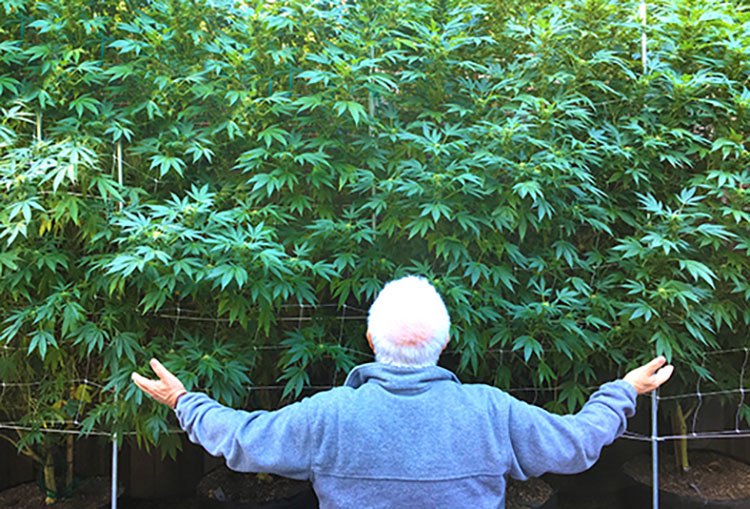 Old man cannabis
