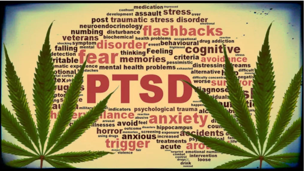 Fighting PTSD With Marijuana