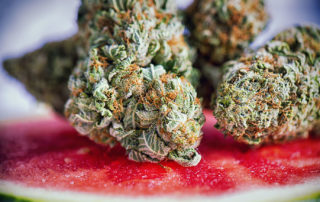 Watermelon Terpenes Bud