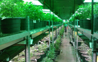 Marijuana Laws