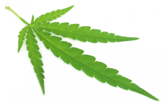 Medical Marijuana 