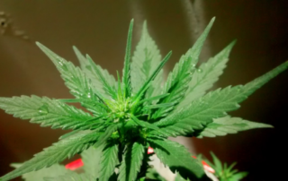 Medical Marijuana Is Better For Migraines