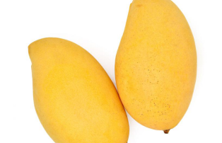 Mangoes Make You More Responsive to Cannabis