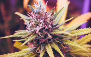 Marijuana Strains