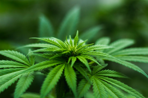 Medical Marijuana Usage Among Senior Citizens