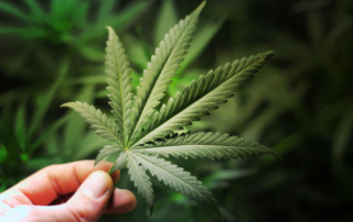 Brief History of Medical Marijuana
