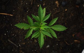 Cannabis for Alleviating Nausea and Improving Appetite