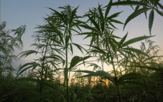 Cannabis, Hemp, and Marijuana: Understanding the Key Differences