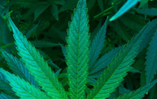 What Happens to Your Body When You Use Medical Marijuana