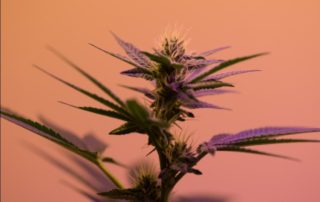 What Is IBD And How Medical Marijuana Helps