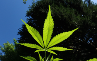 The Positive Effects of Cannabinoids