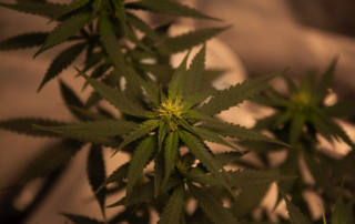 How Medical Marijuana Can Change Your Life for the Better