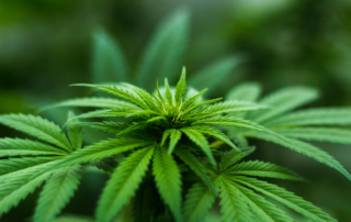 The Correct Way to Administer Medical Marijuana