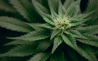 How to Choose the Right Marijuana Dispensary