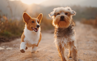 Why Cannabis Extract Is The Newest Trend When it Comes to Canine Care