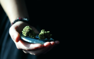 How to Assess the Quality of Medical Marijuana