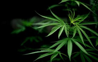 A close-up of a medical marijuana leaf.
