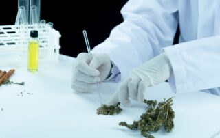 A lab engineer using medical marijuana leaves to make gummies.