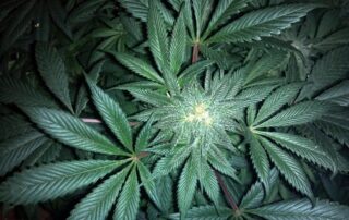 Cannabis Plant