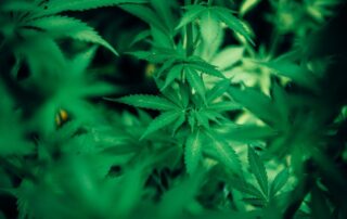 marijuana-plant