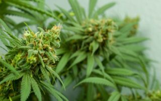 Medical cannabis plant in New York
