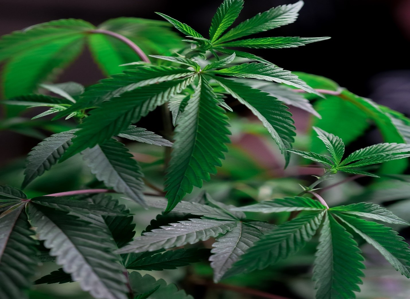 Cannabis-plant-used-for-medical-marijuana