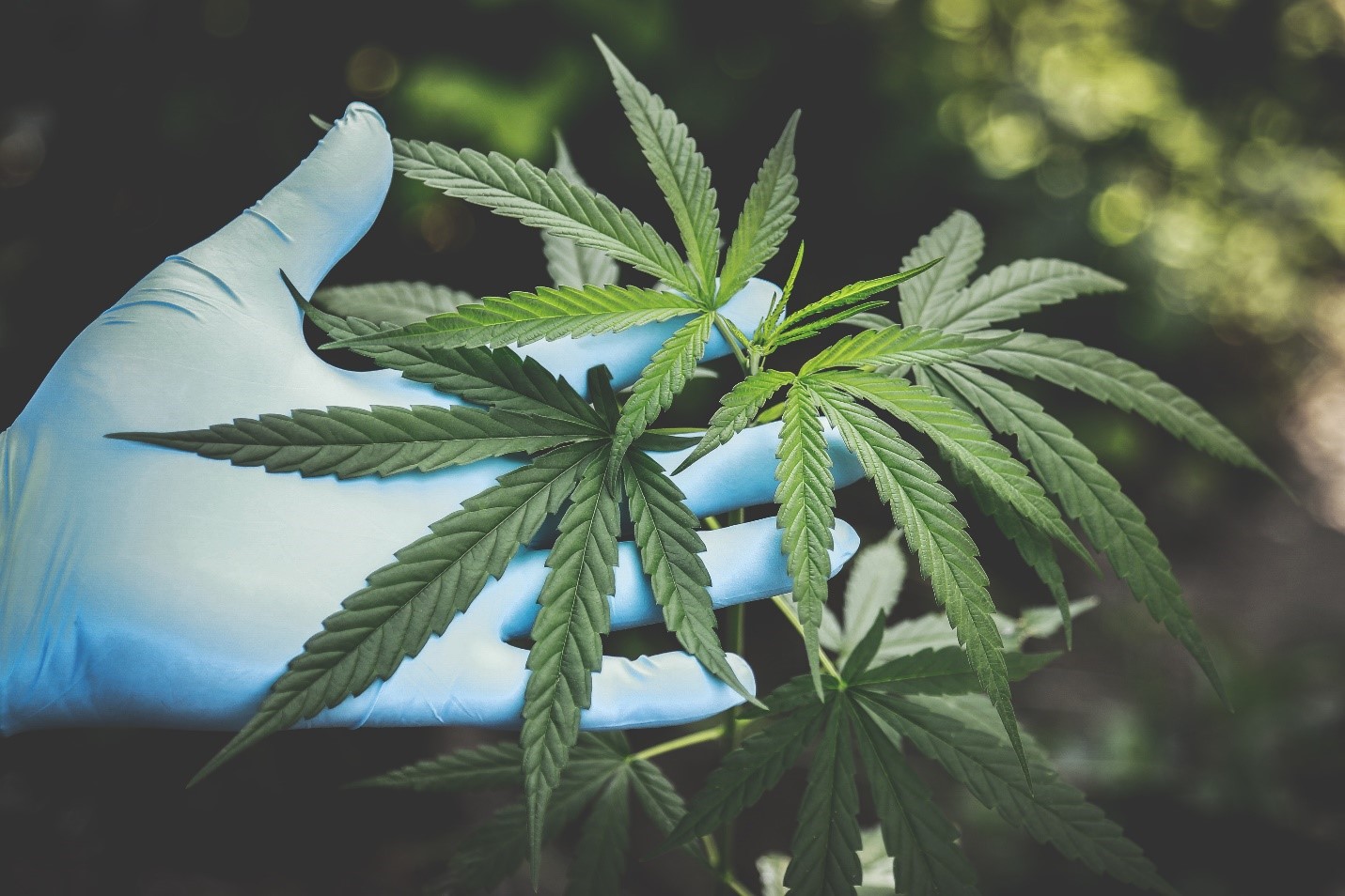 Medical marijuana in California
