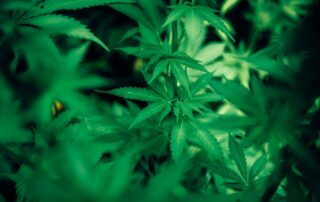 Marijuana plant leaves