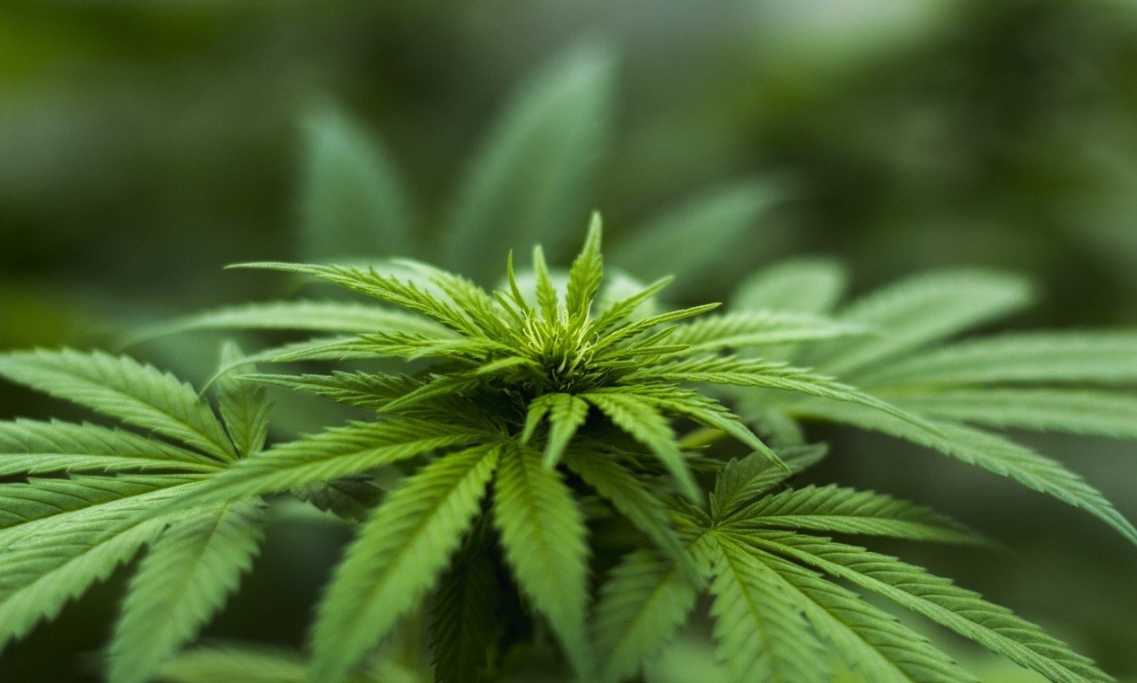 Deriving medical marijuana through the cannabis plant