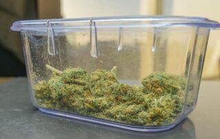 Medical marijuana plant in a box