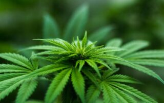 Marijuana plant
