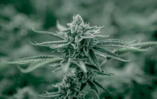 Marijuana plant with flower