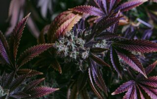 Marijuana plant with flower
