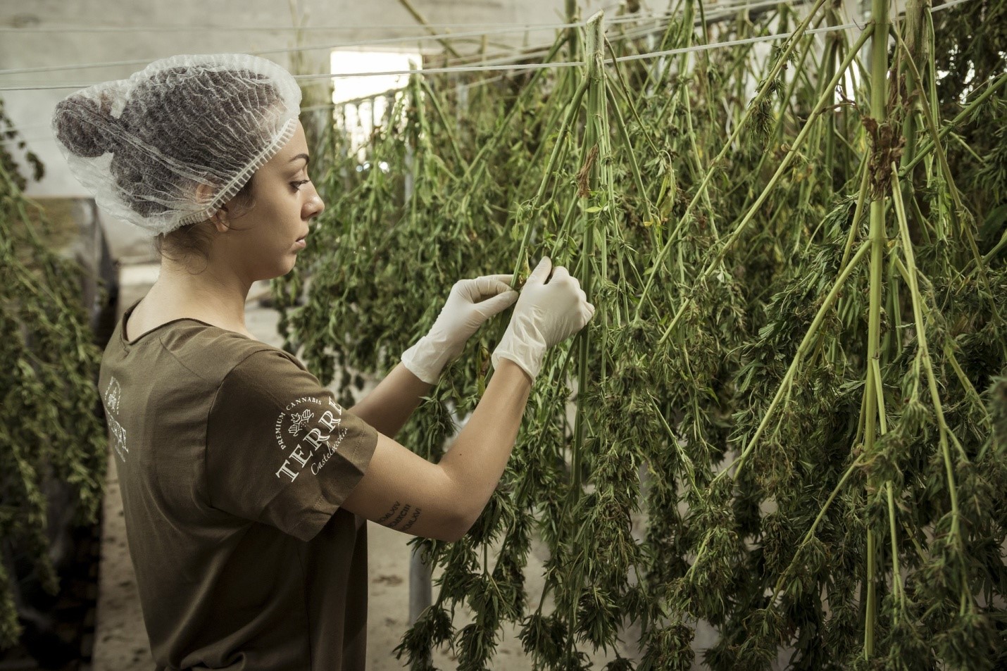 Person picking buds from the cannabis plant to make medical marijuana