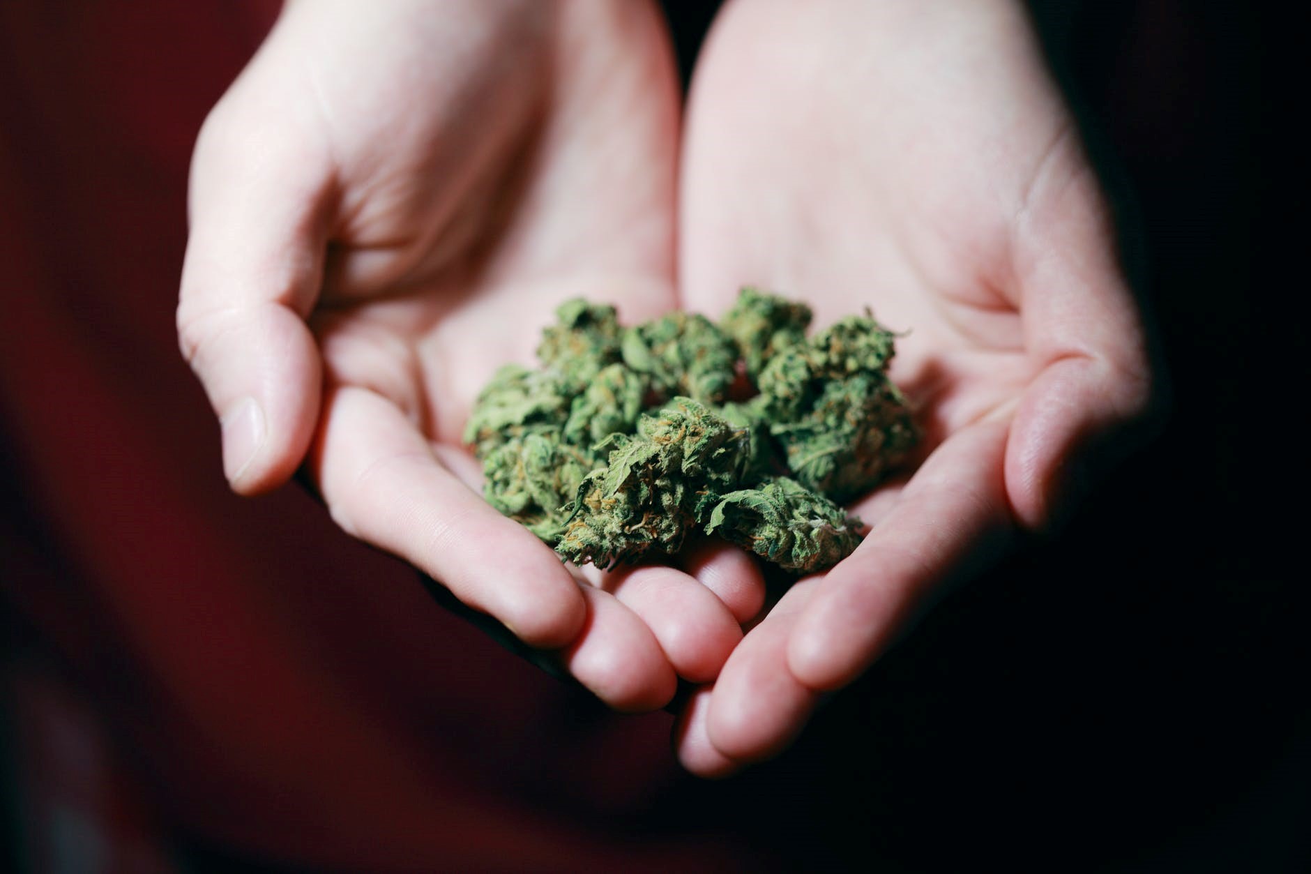 Marijuana plant in hands