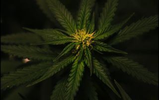 Cannabis plant