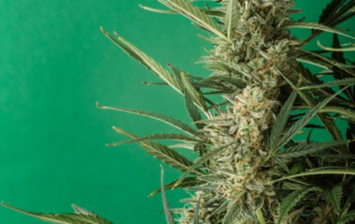Hemp plant from which CBD is extracted.