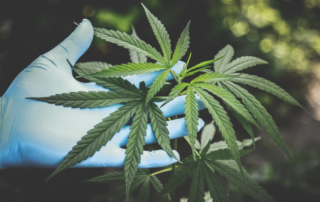 marijuana leaf