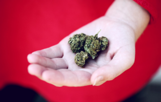 Hand holding marijuana bud
