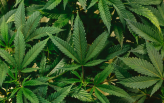 The close-up shot of marijuana leaves