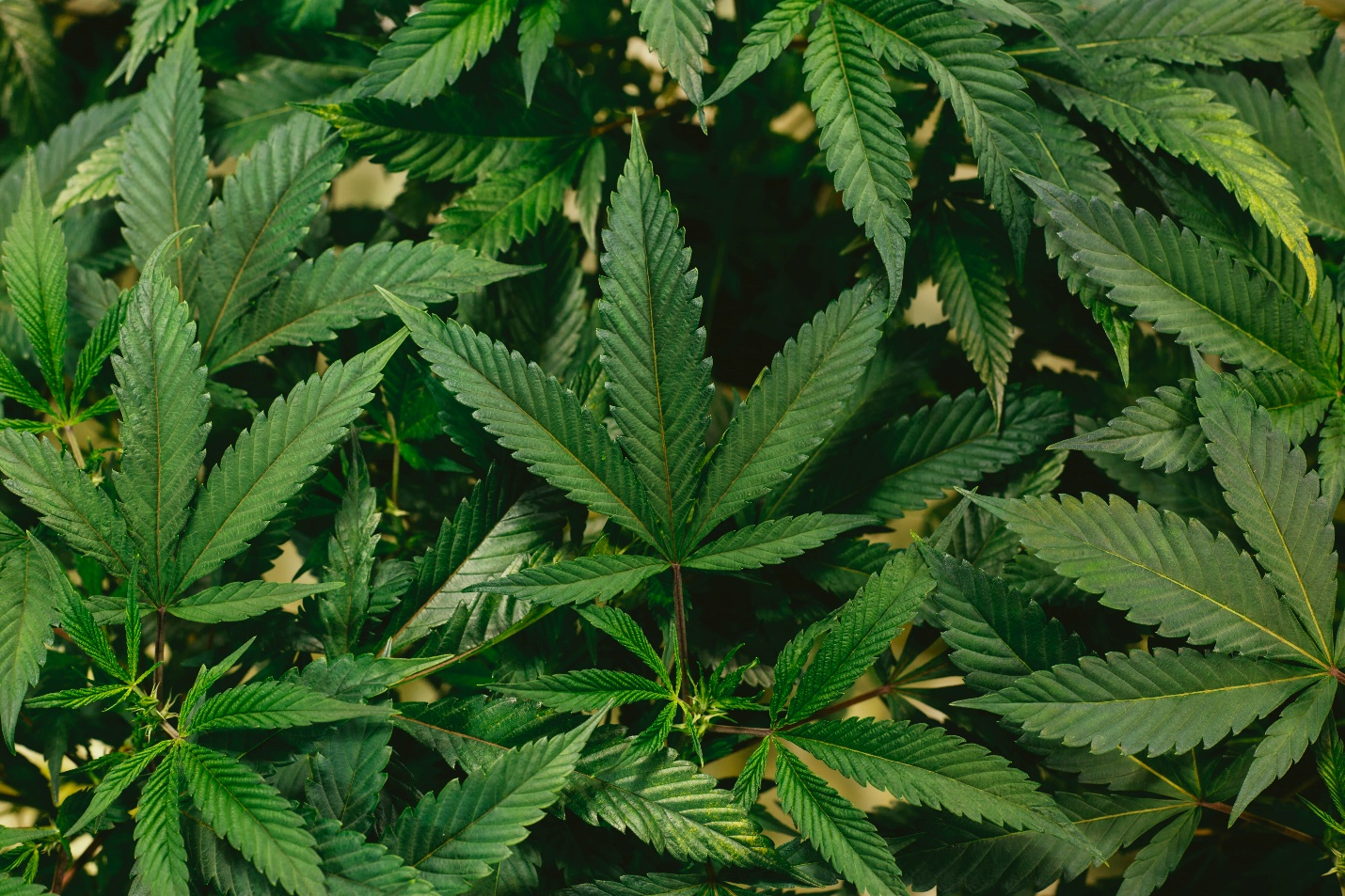 The close-up shot of marijuana leaves