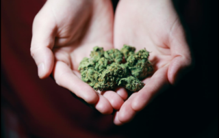 person holding green Kush