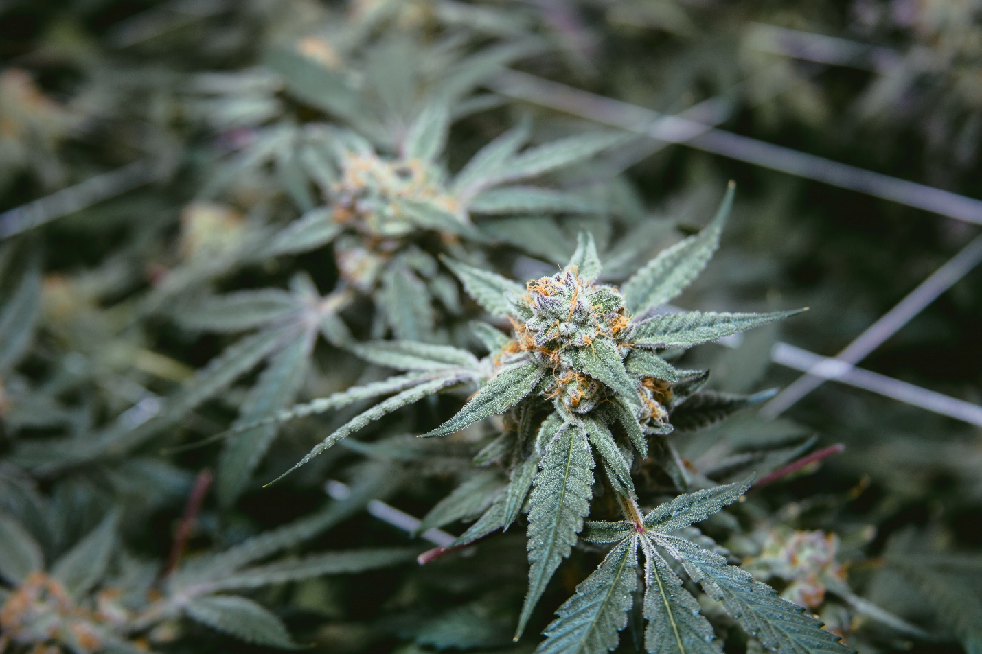 growing marijuana plants
