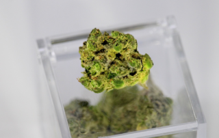 A bid of marijuana on a transparent box