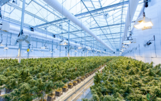 Medical-marijuana