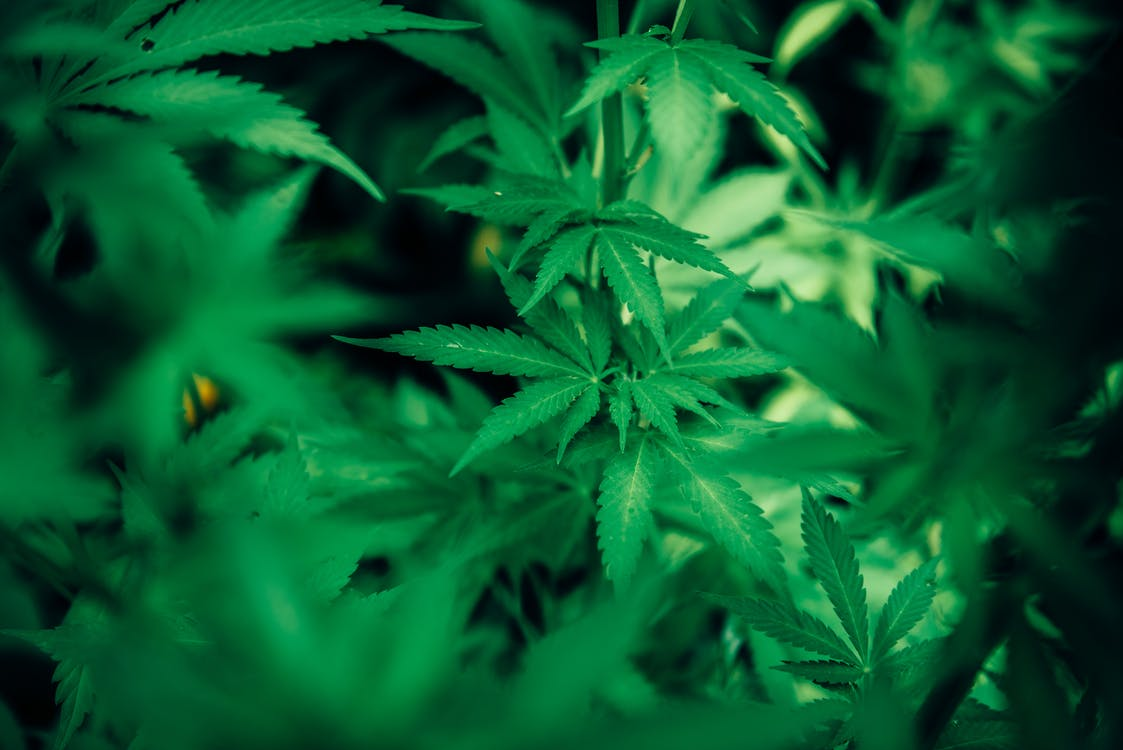 Green-cannabis-plant