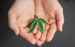 Photo-of-a-green-cannabis-plant