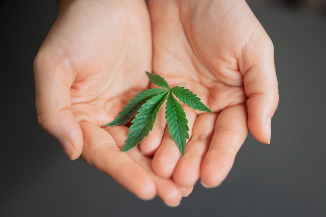 Photo-of-a-green-cannabis-plant