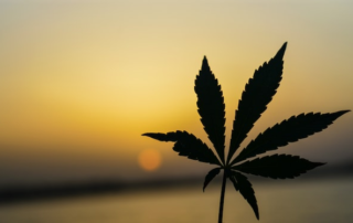 marijuana-plant